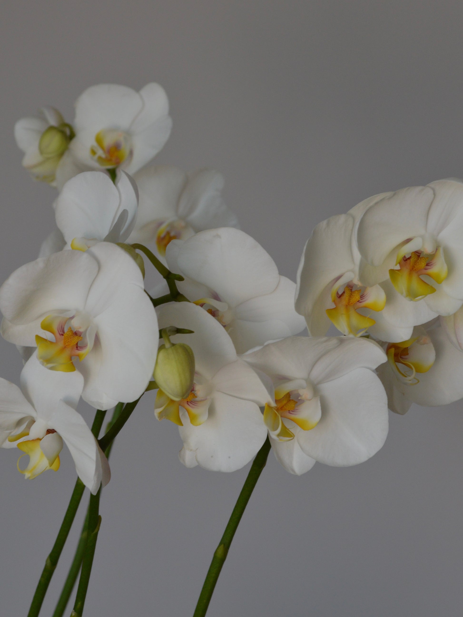 White Phalaenopsis orchids with yellow and green centers on green stems, photographed against a plain gray background.