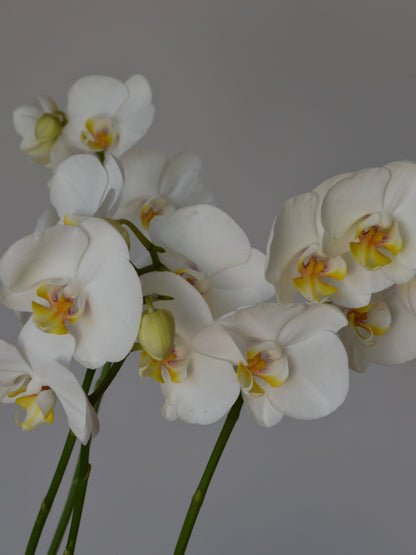 White Phalaenopsis orchids with yellow and green centers on green stems, photographed against a plain gray background.
