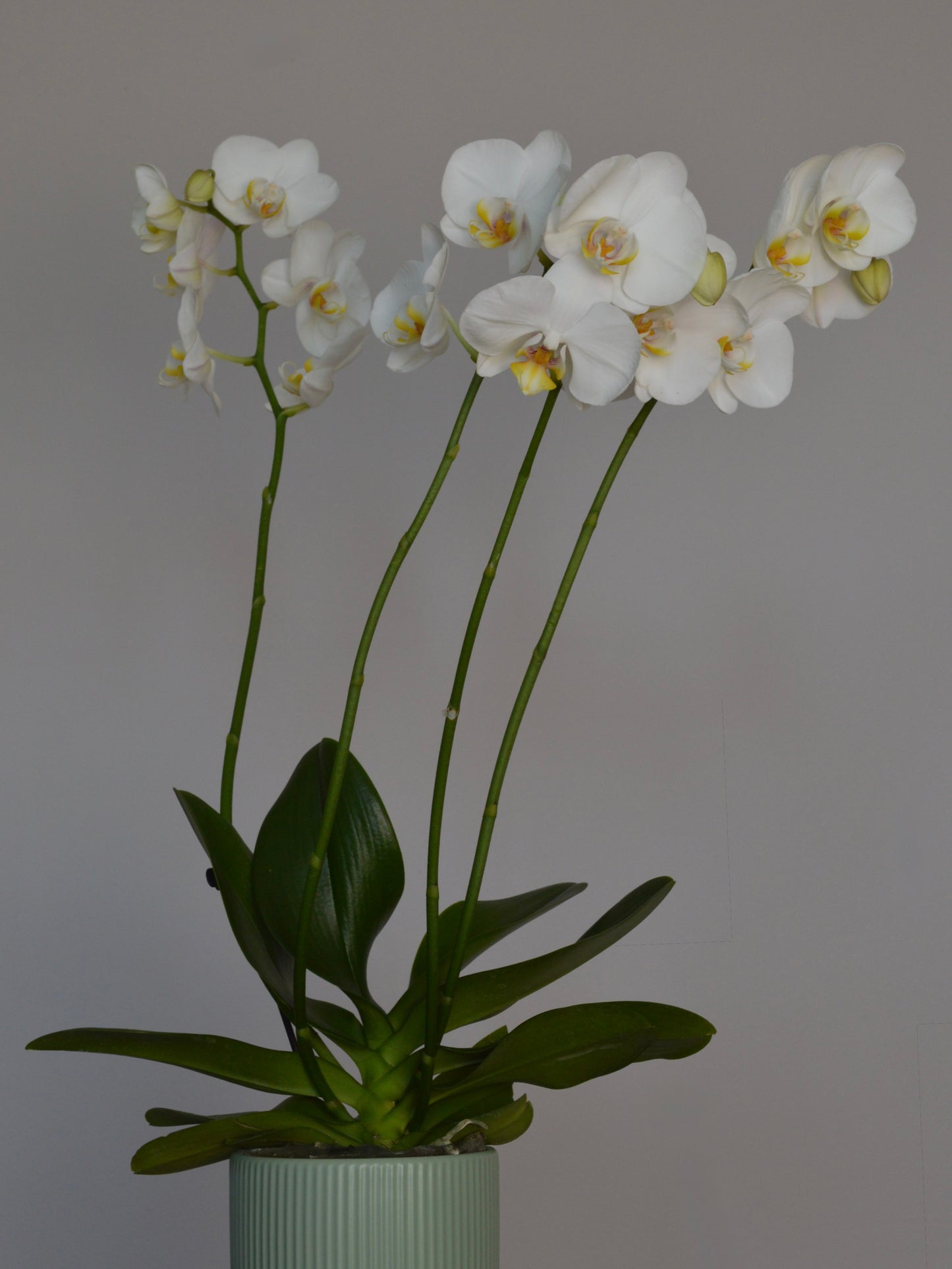 A potted white Phalaenopsis orchid with multiple long green stems and dark green leaves, arranged in a ribbed pale green ceramic pot against a plain light gray background.