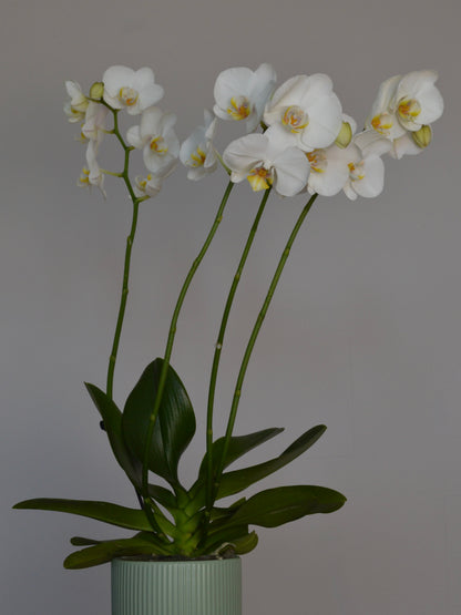 A potted white Phalaenopsis orchid with multiple long green stems and dark green leaves, arranged in a ribbed pale green ceramic pot against a plain light gray background.