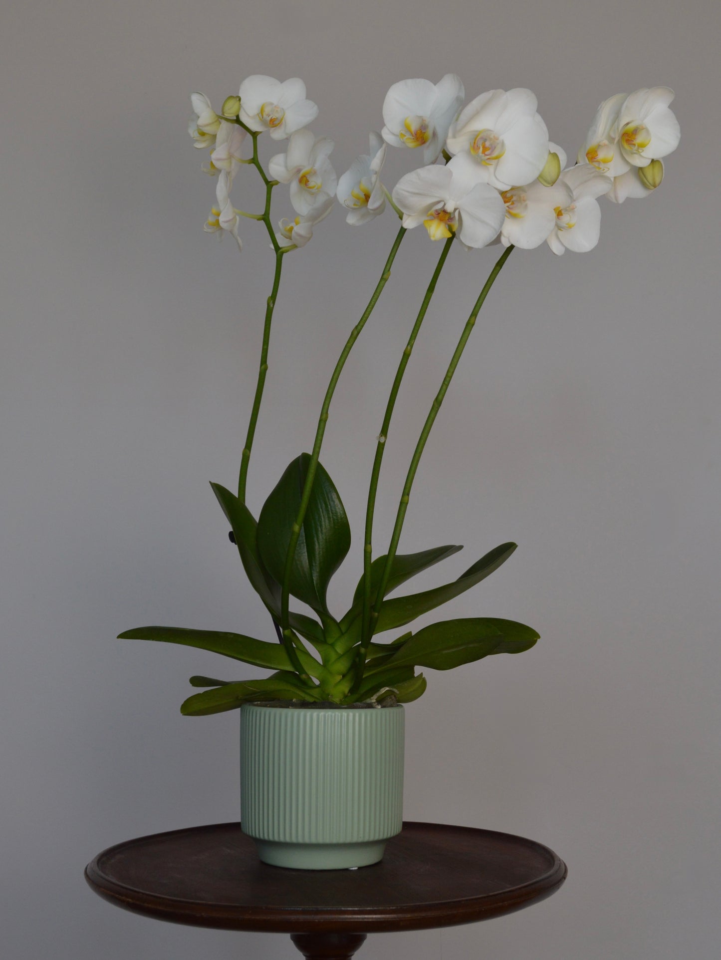 A potted white Phalaenopsis orchid with green leaves and stems, in a pale green ribbed ceramic pot, displayed on a dark wooden stand against a neutral gray background.