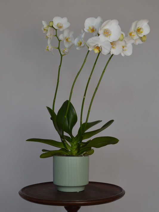 A potted white Phalaenopsis orchid with green leaves and stems, in a pale green ribbed ceramic pot, displayed on a dark wooden stand against a neutral gray background.