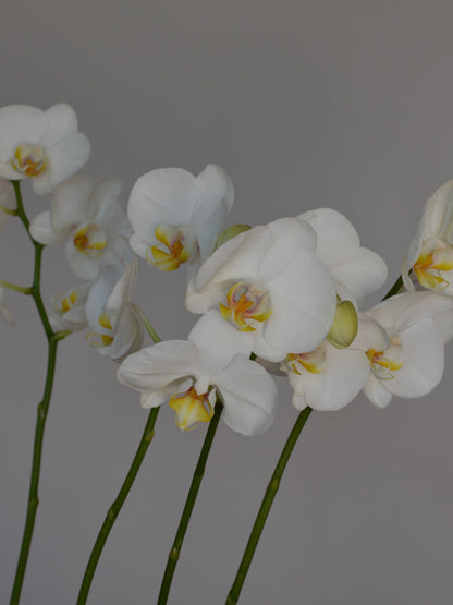White Phalaenopsis orchid flowers with yellow centers on green stems, photographed against a plain gray background.