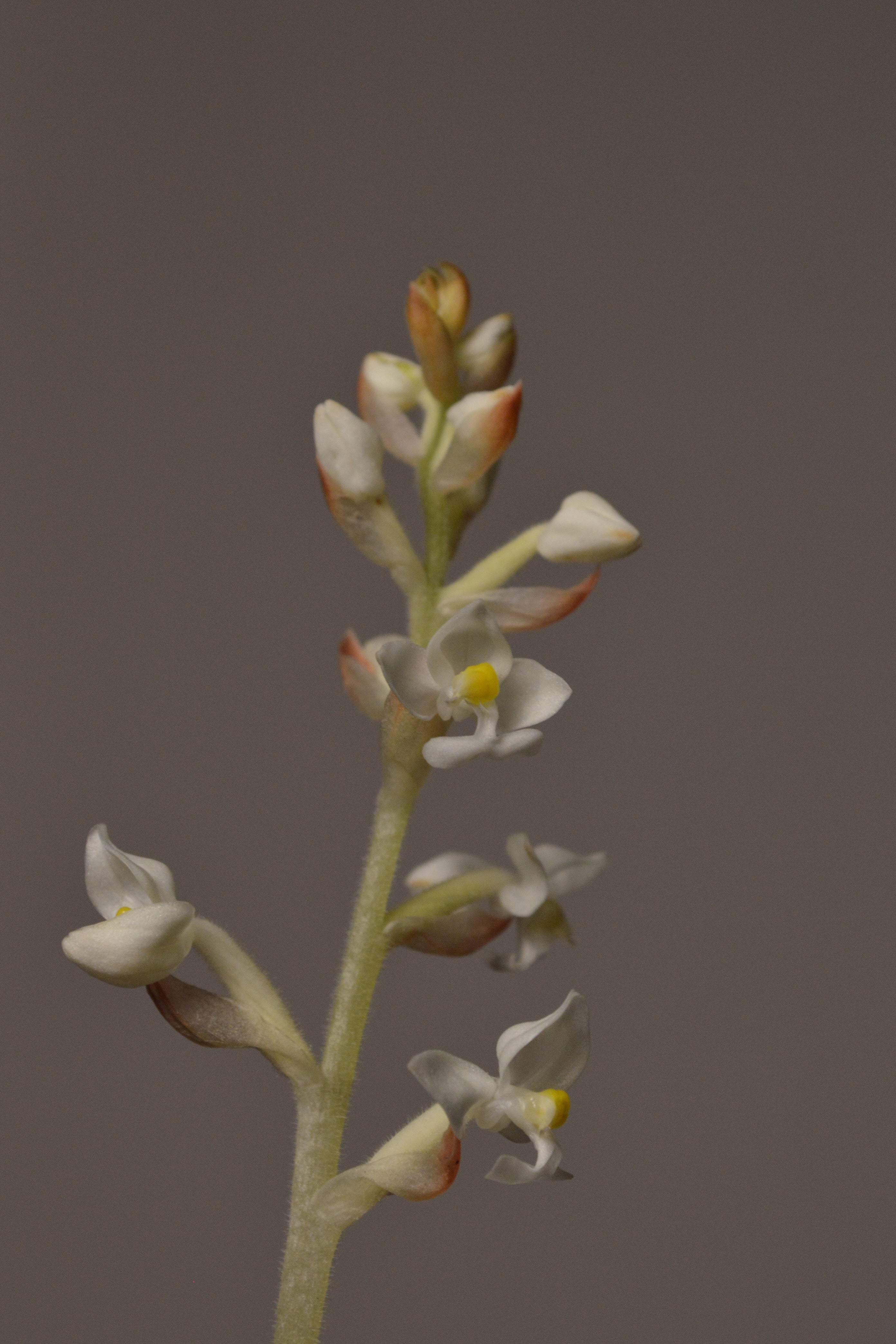 Small Ludisia Jewel orchid plant with white flowers on a neutral background