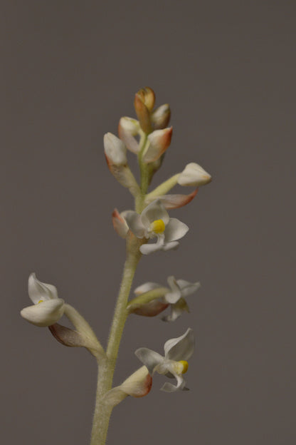 Small Ludisia Jewel orchid plant with white flowers on a neutral background