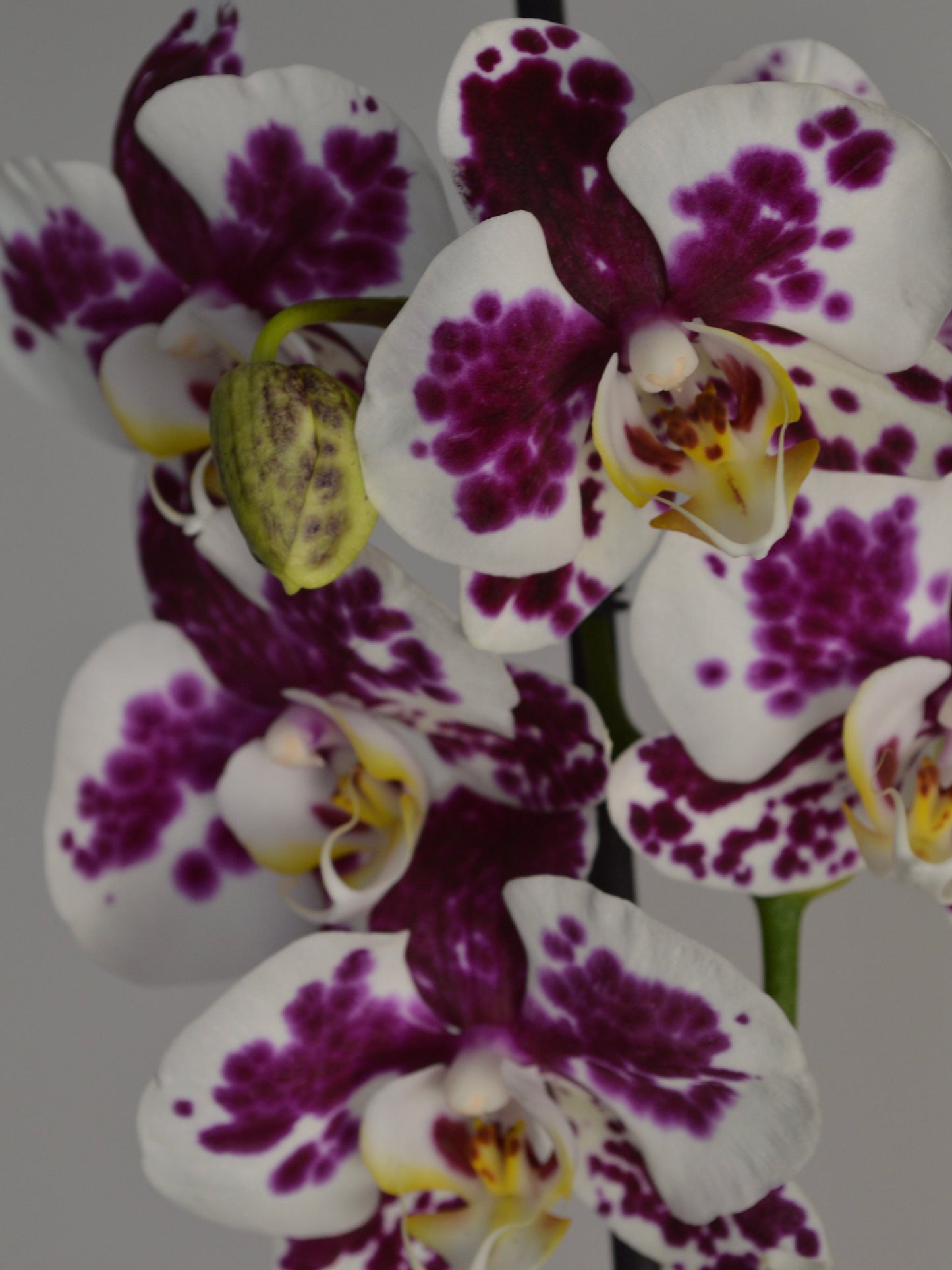 Marrakech | Spotted, Purple Phalaenopsis Orchid