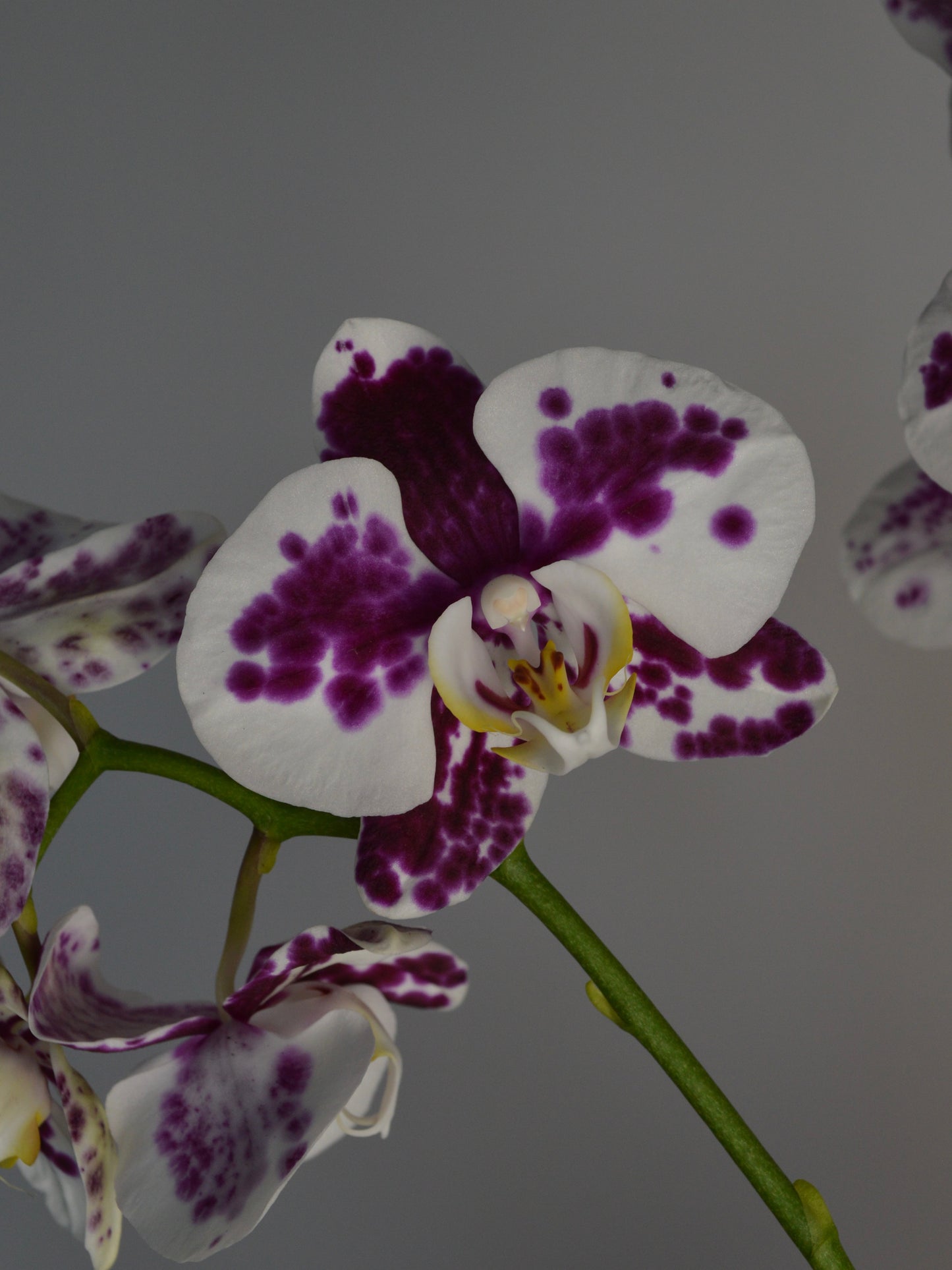 Marrakech | Spotted, Purple Phalaenopsis Orchid