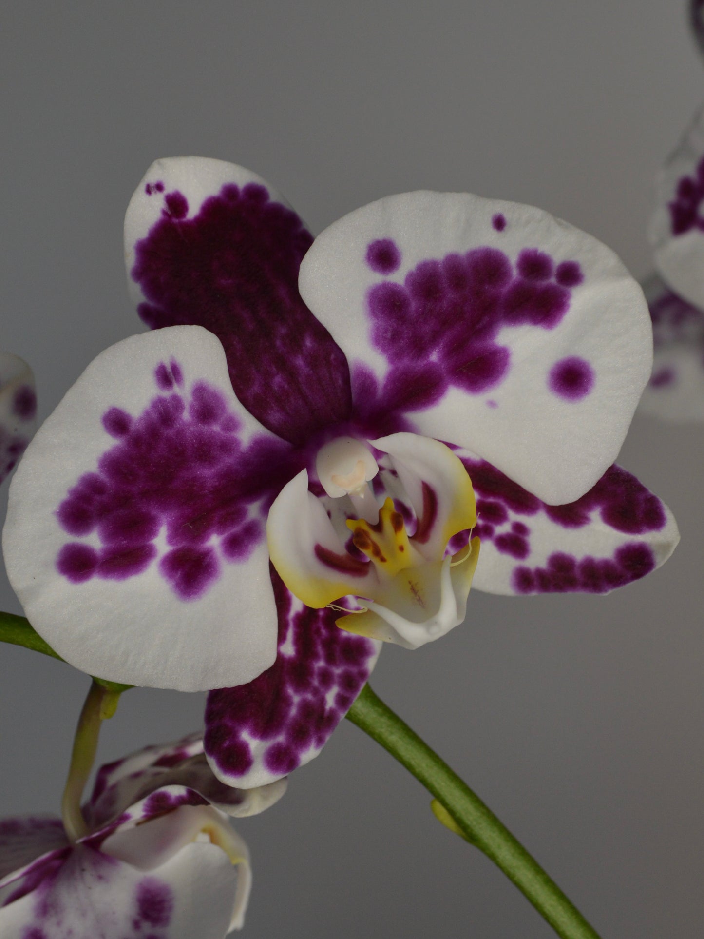 Marrakech | Spotted, Purple Phalaenopsis Orchid
