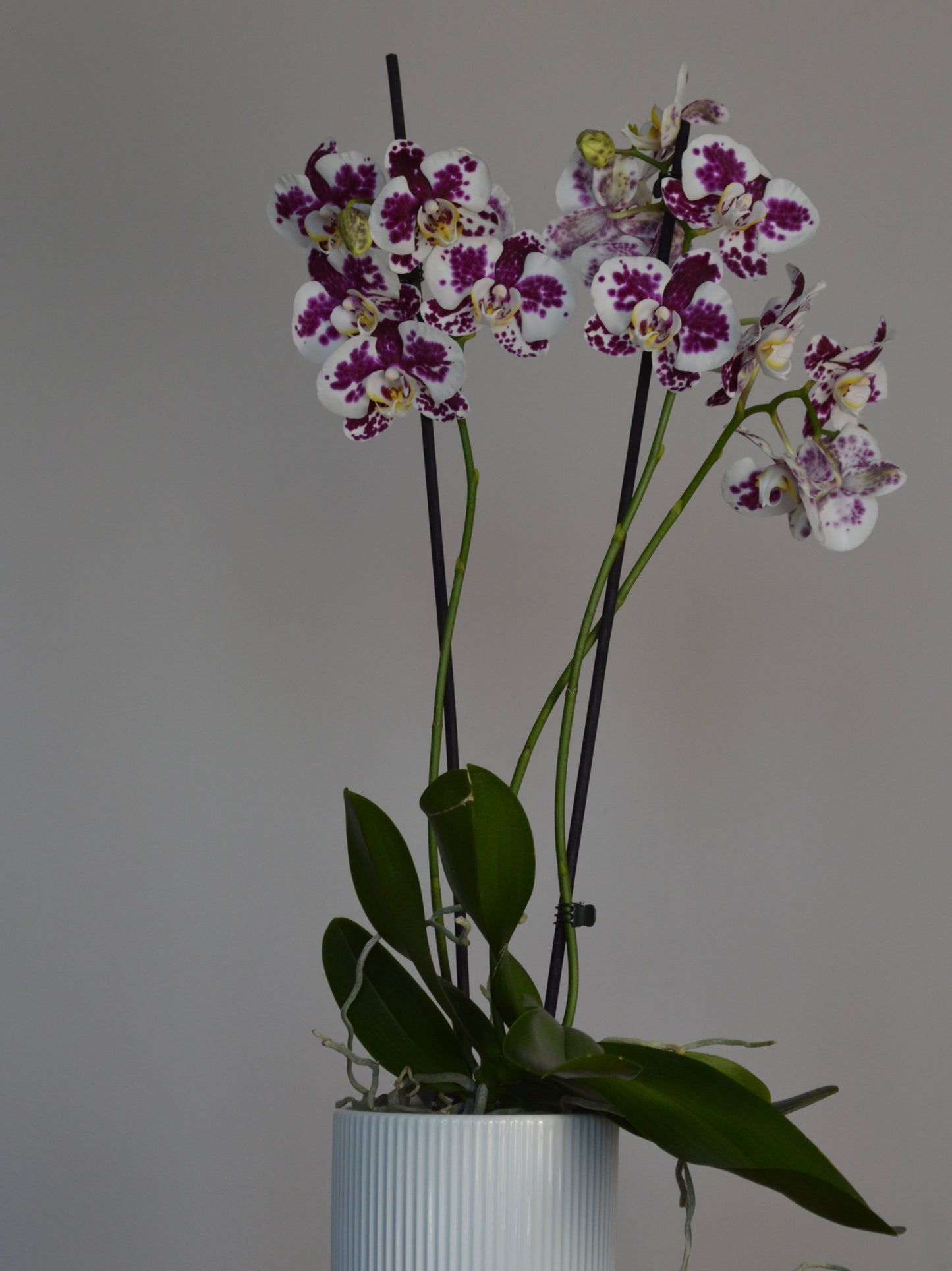 Marrakech | Spotted, Purple Phalaenopsis Orchid