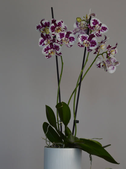 Marrakech | Spotted, Purple Phalaenopsis Orchid