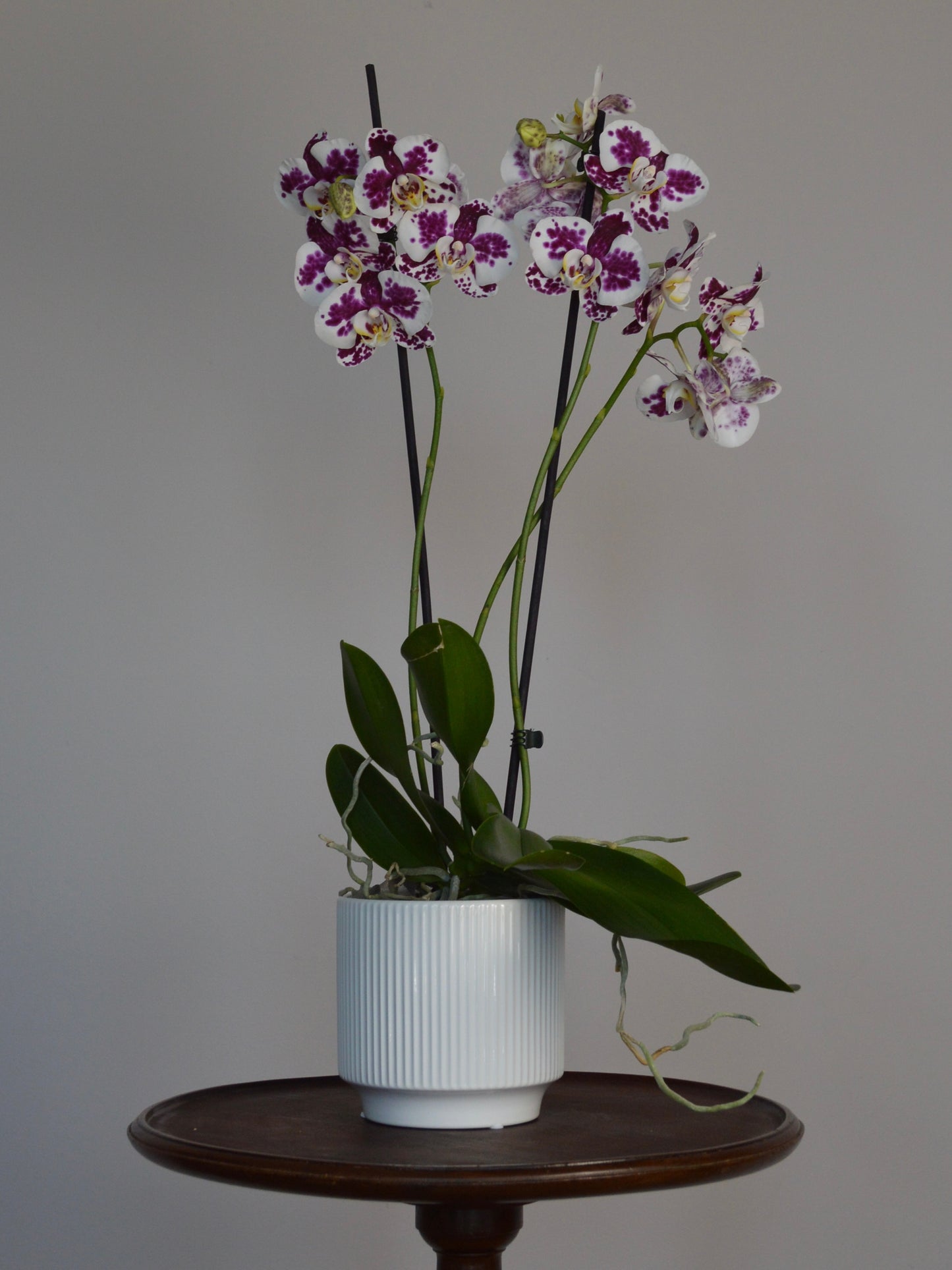 Marrakech | Spotted, Purple Phalaenopsis Orchid