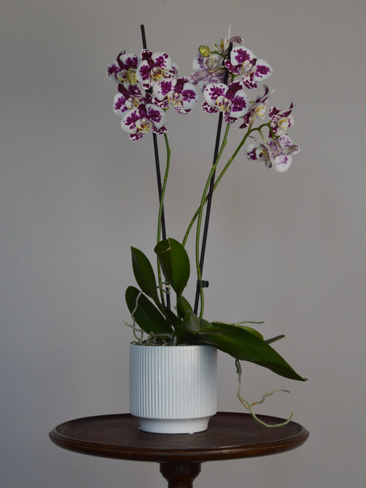 Marrakech | Spotted, Purple Phalaenopsis Orchid
