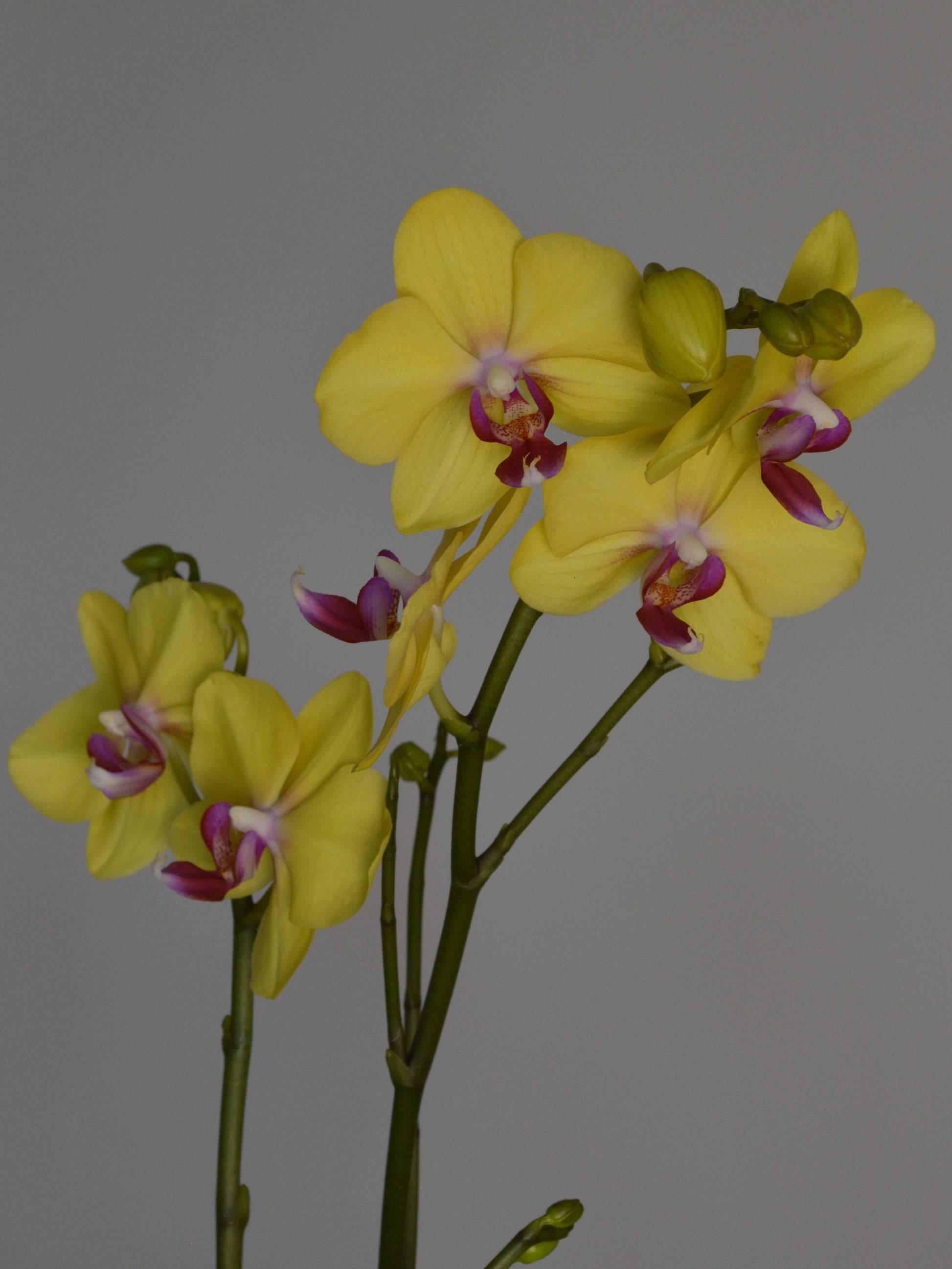 Yellow Phalaenopsis orchid flowers with purple and white centres on green stems, photographed against a plain grey background.
