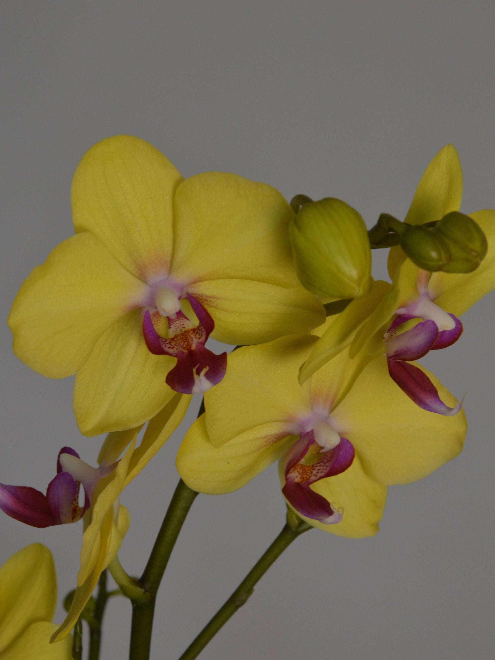 Yellow Phalaenopsis orchid flowers with purple and white centres on green stems against a plain grey background.