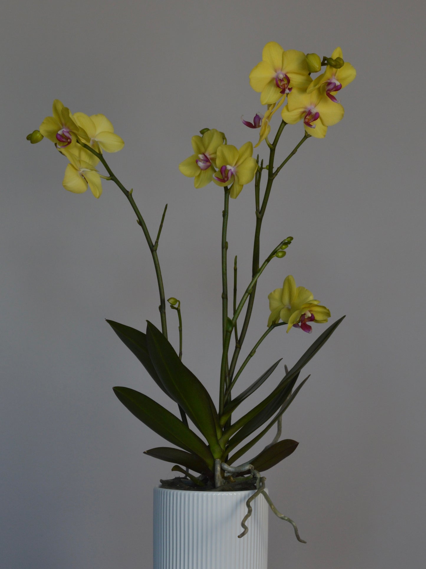 Yellow Phalaenopsis orchid flowers with dark green leaves in a white ribbed ceramic pot, set against a plain grey background.
