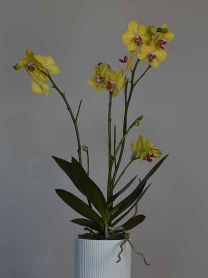 Yellow Phalaenopsis orchid flowers with dark green leaves in a white ribbed ceramic pot, set against a plain grey background.