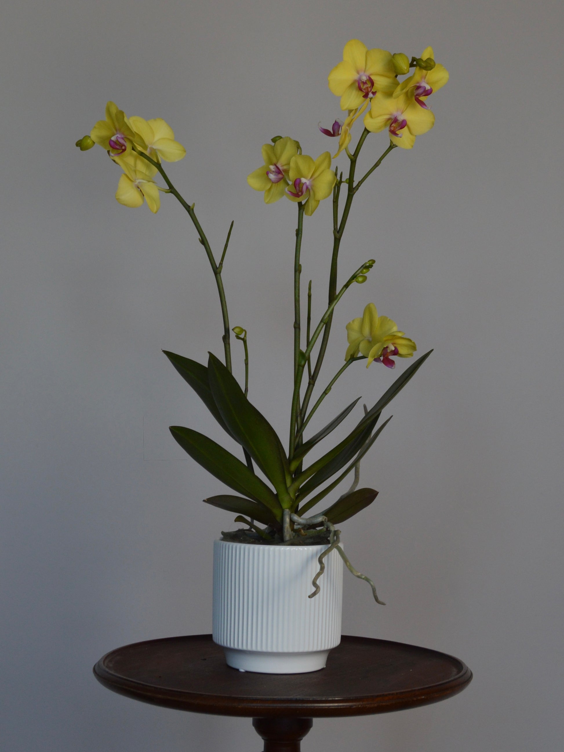 Yellow Phalaenopsis orchid flowers with dark green leaves in a white ribbed ceramic pot, displayed on a dark wooden table against a plain grey background.