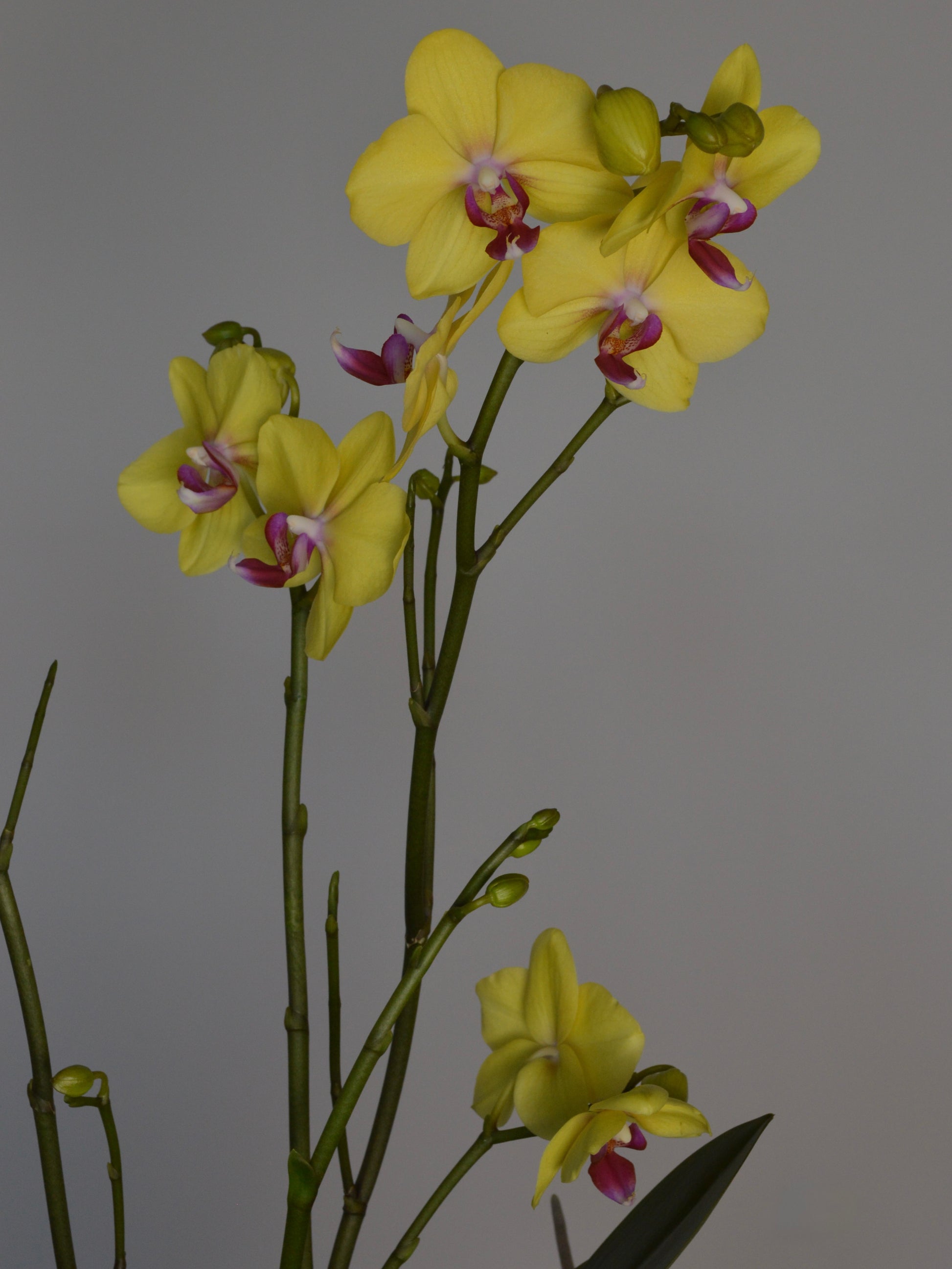 Yellow Phalaenopsis orchid flowers with purple and white centres on long green stems, photographed against a plain grey background.