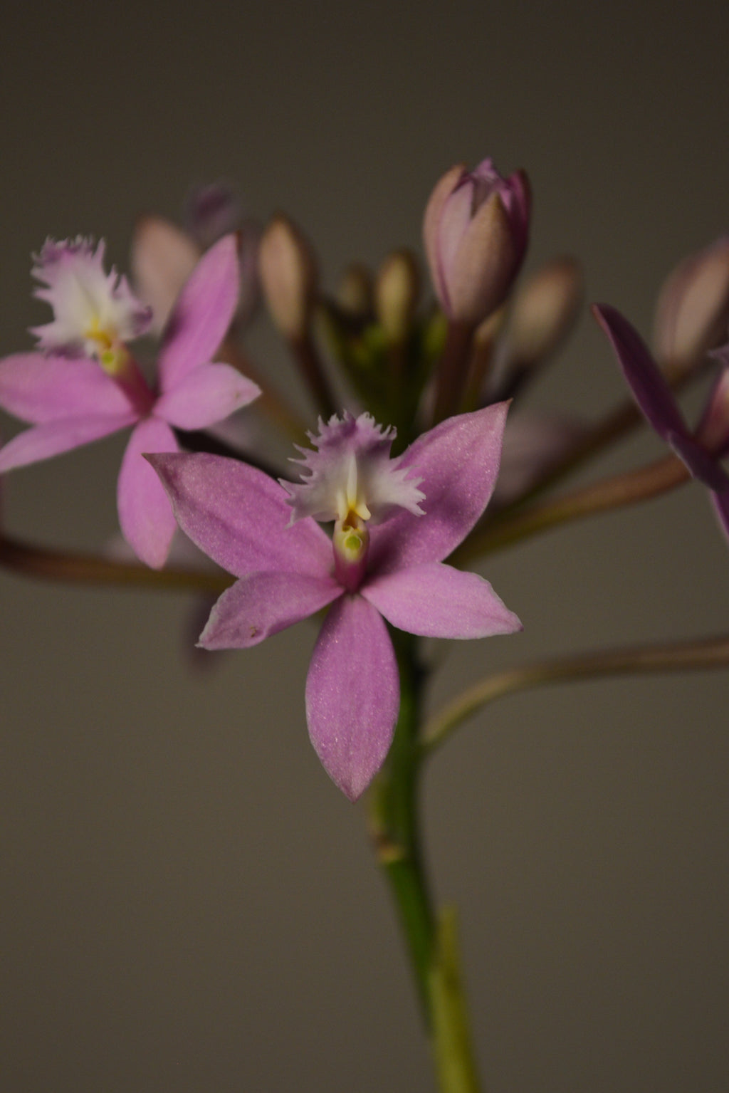 Close-up of a Miura Valley, Pink Epidendrum Orchid flower 