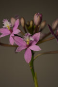 Close-up of a Miura Valley, Pink Epidendrum Orchid flower 