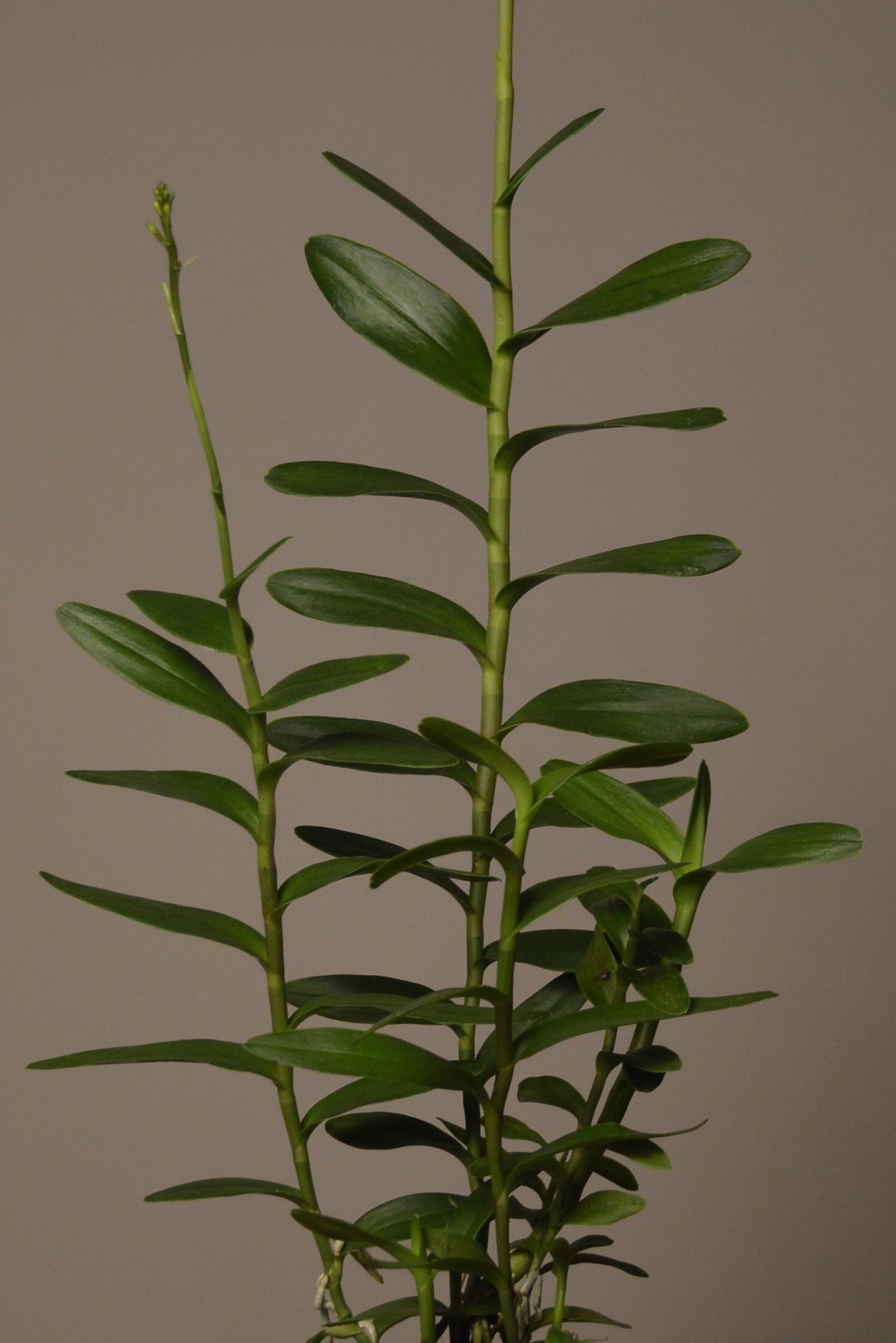 Miura Valley, Pink Epidendrum Orchid leaves close up