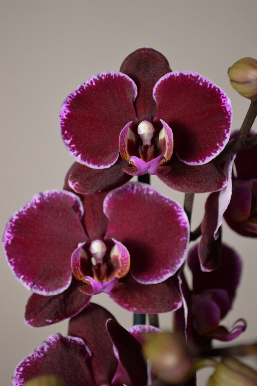 Close-up of a purple orchid with a plain background