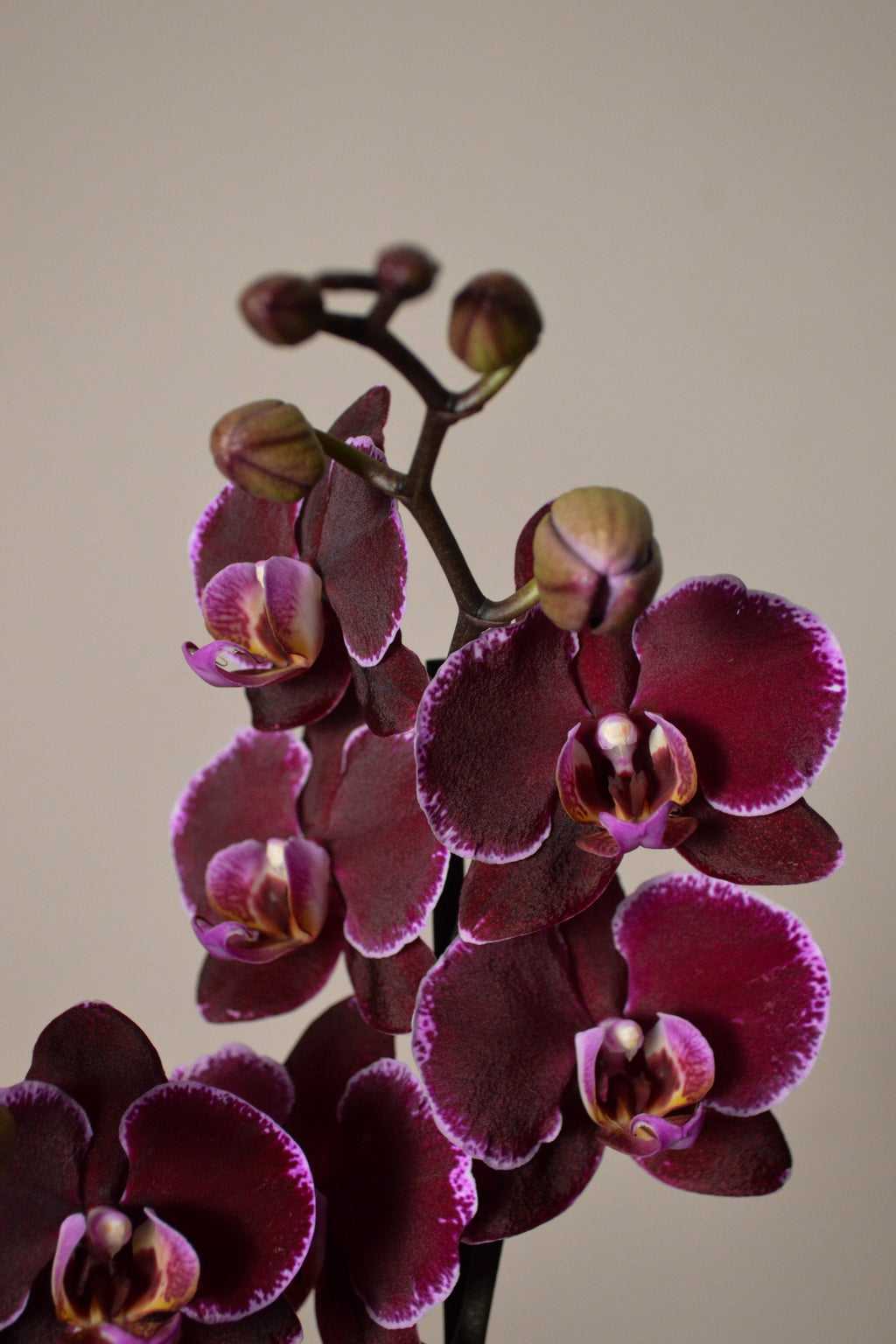 Close-up of a purple orchid with a plain background
