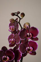 Close-up of a purple orchid with a plain background