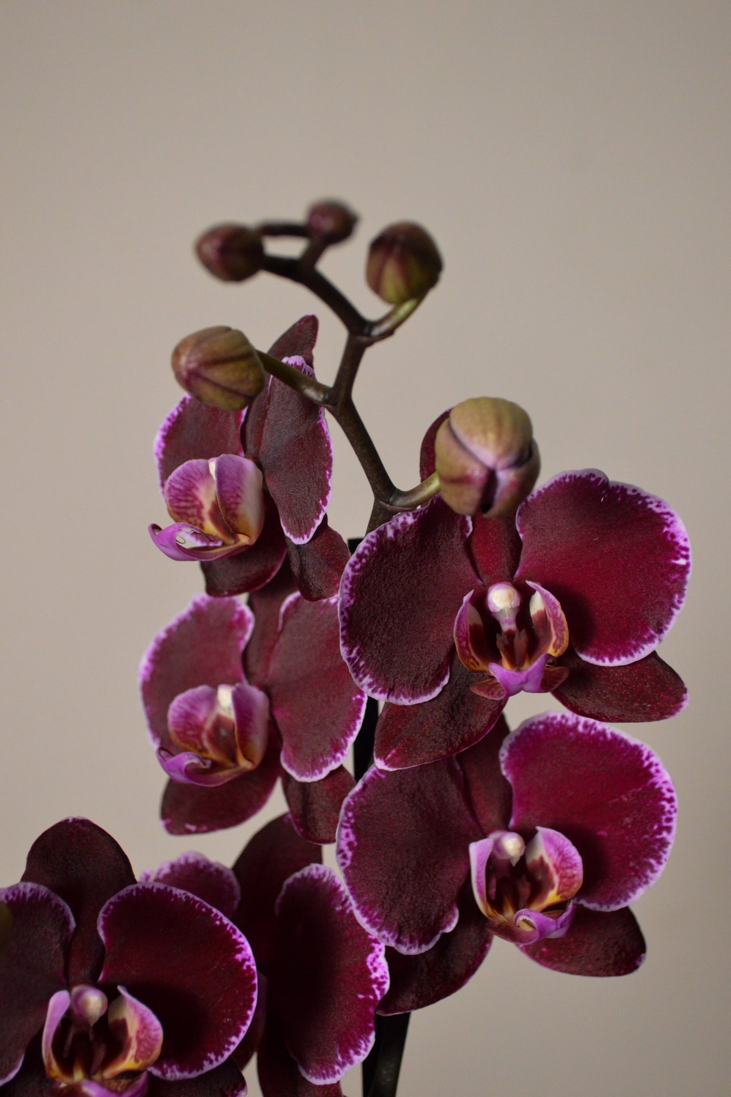 Close-up of a purple orchid with a plain background