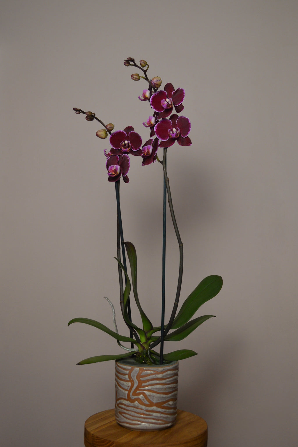 Potted orchid with purple and pink flowers