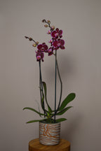 Potted orchid with purple and pink flowers