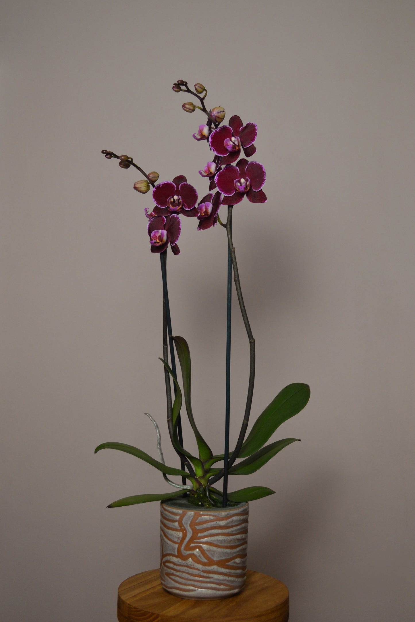 Potted orchid with purple and pink flowers