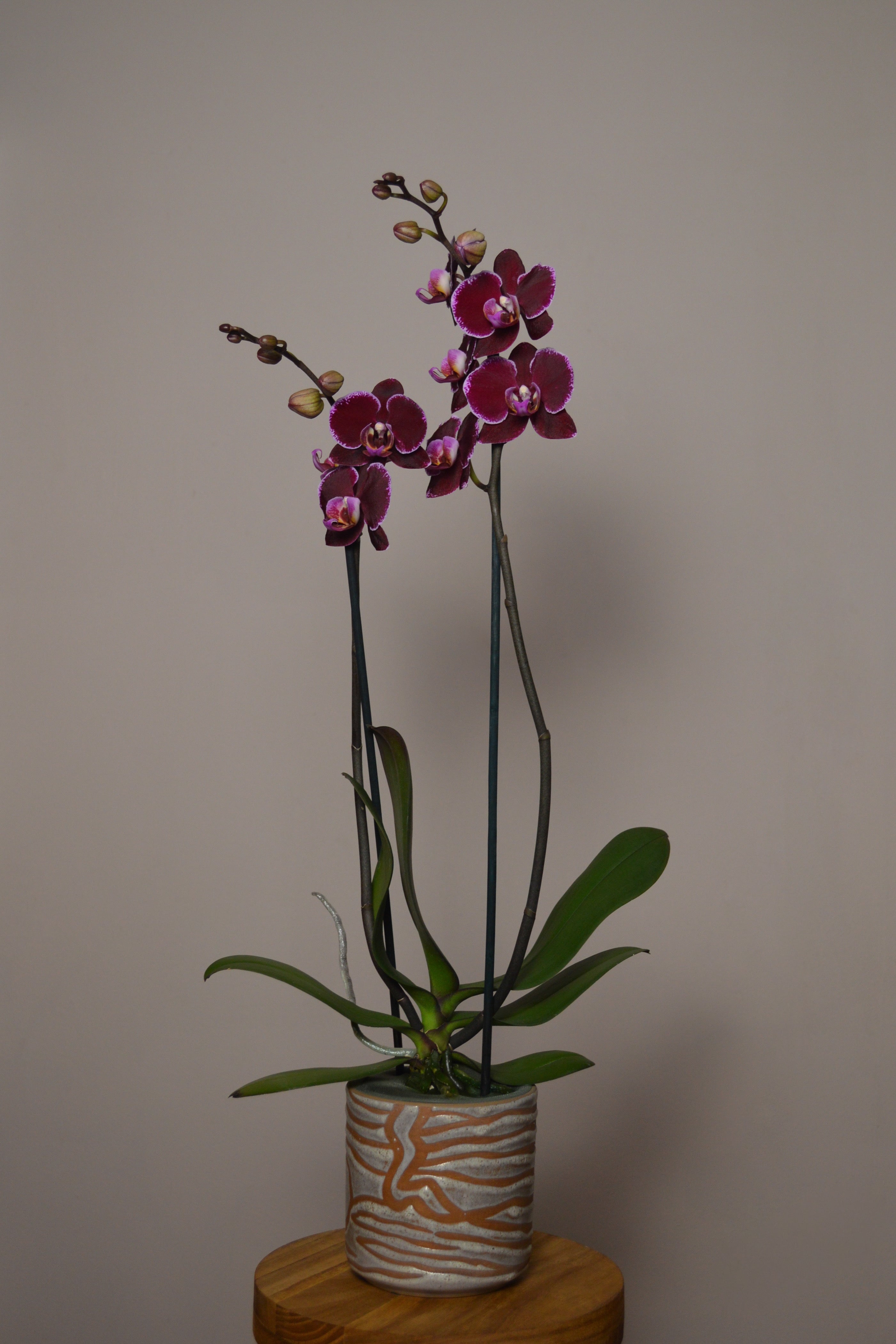 Potted orchid with purple and pink flowers