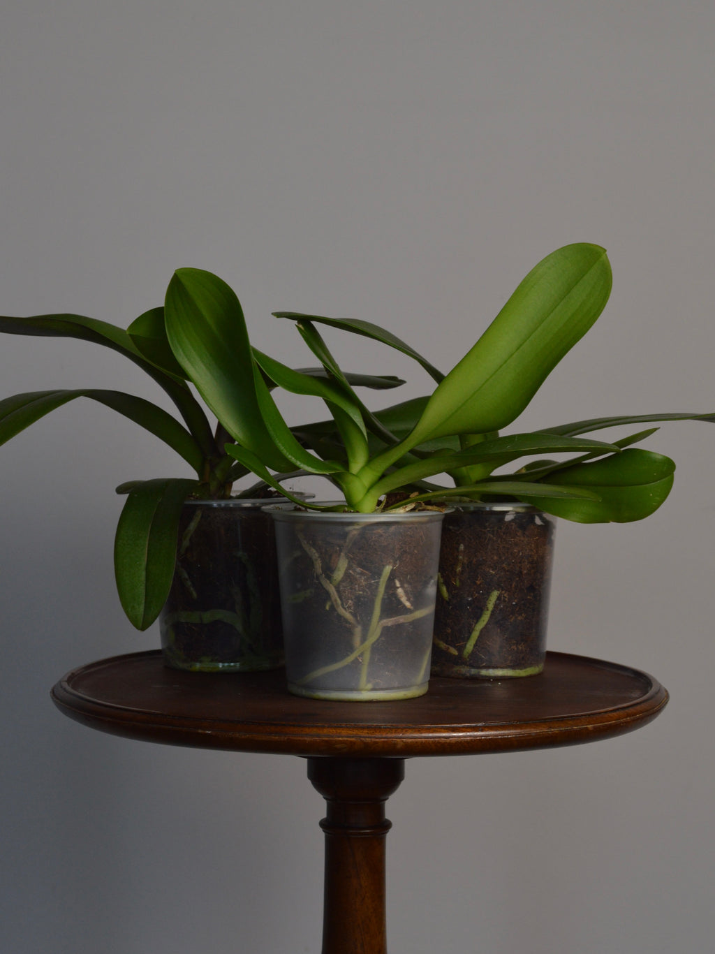 Rescued Mystery Phalaenopsis Orchid