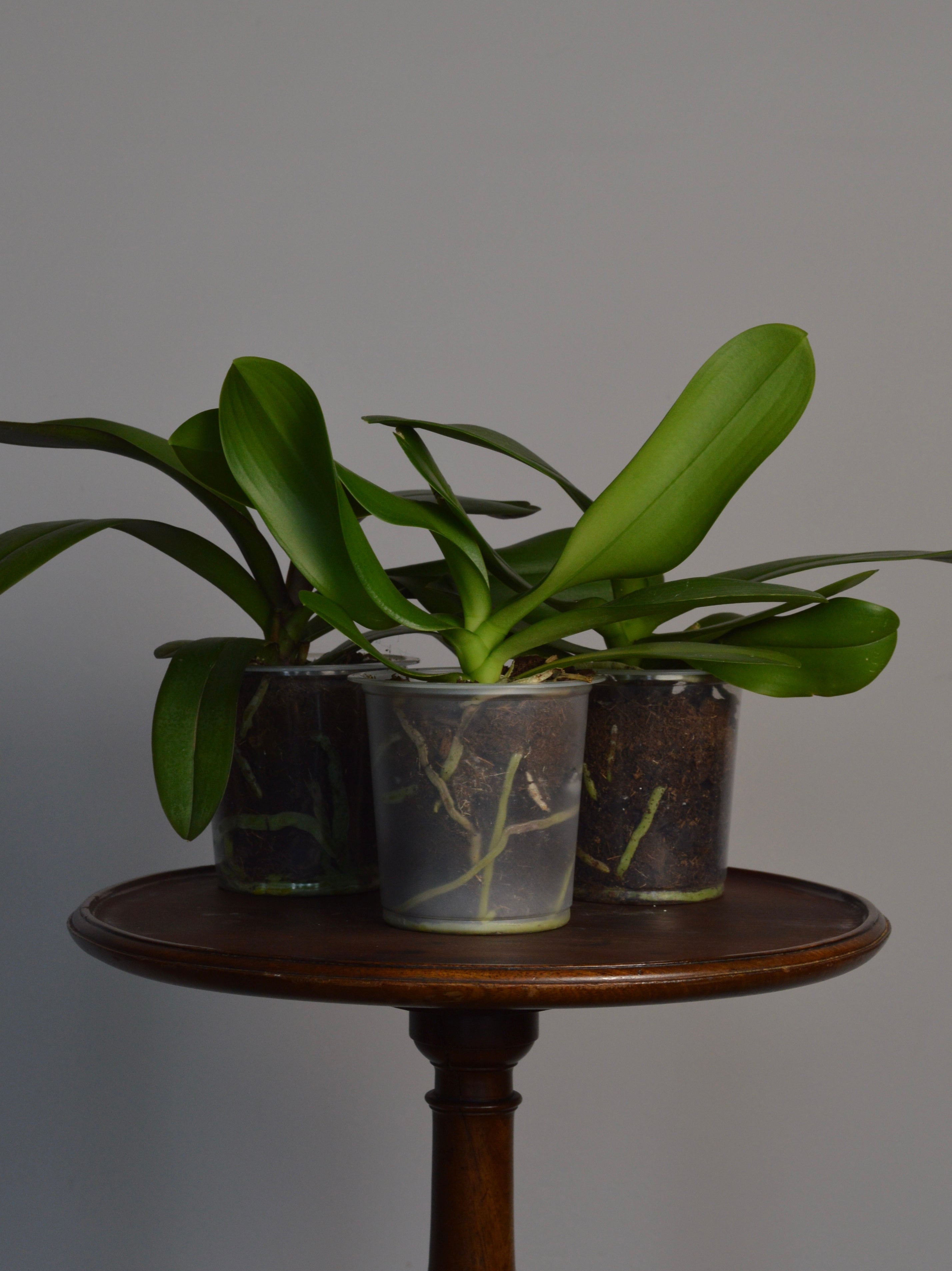 Rescued Mystery Phalaenopsis Orchid