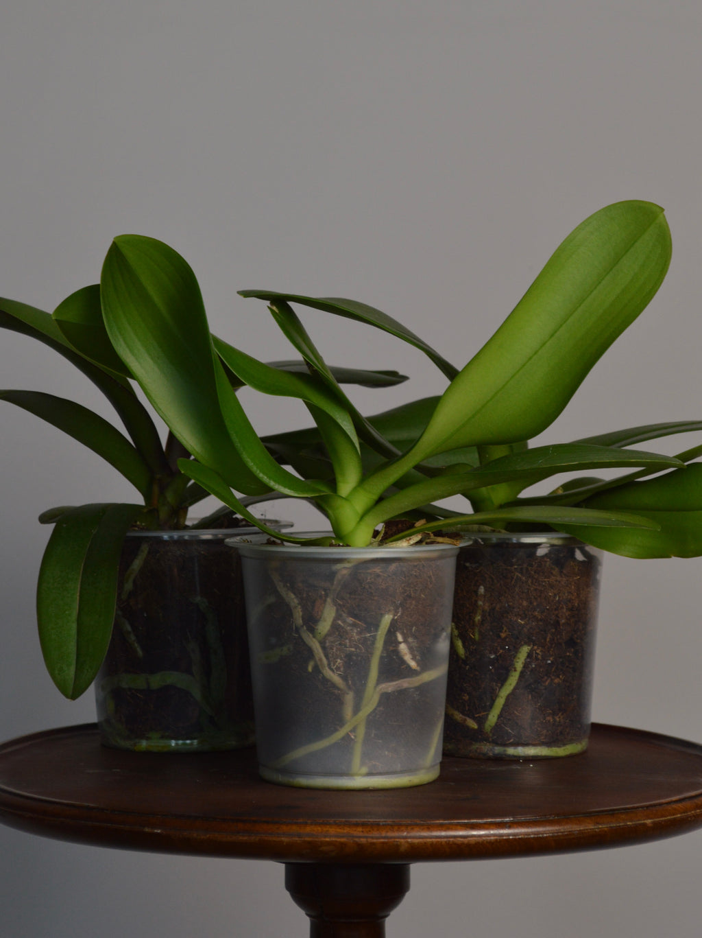 Rescued Mystery Phalaenopsis Orchid