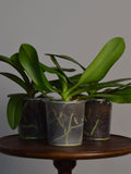 Rescued Mystery Phalaenopsis Orchid