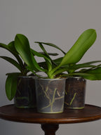 Rescued Mystery Phalaenopsis Orchid
