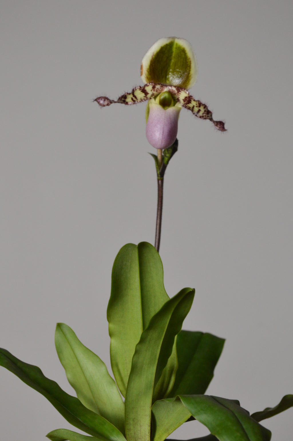 Pink and green Paphiopedilum orchid plant