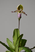 Pink and green Paphiopedilum orchid plant