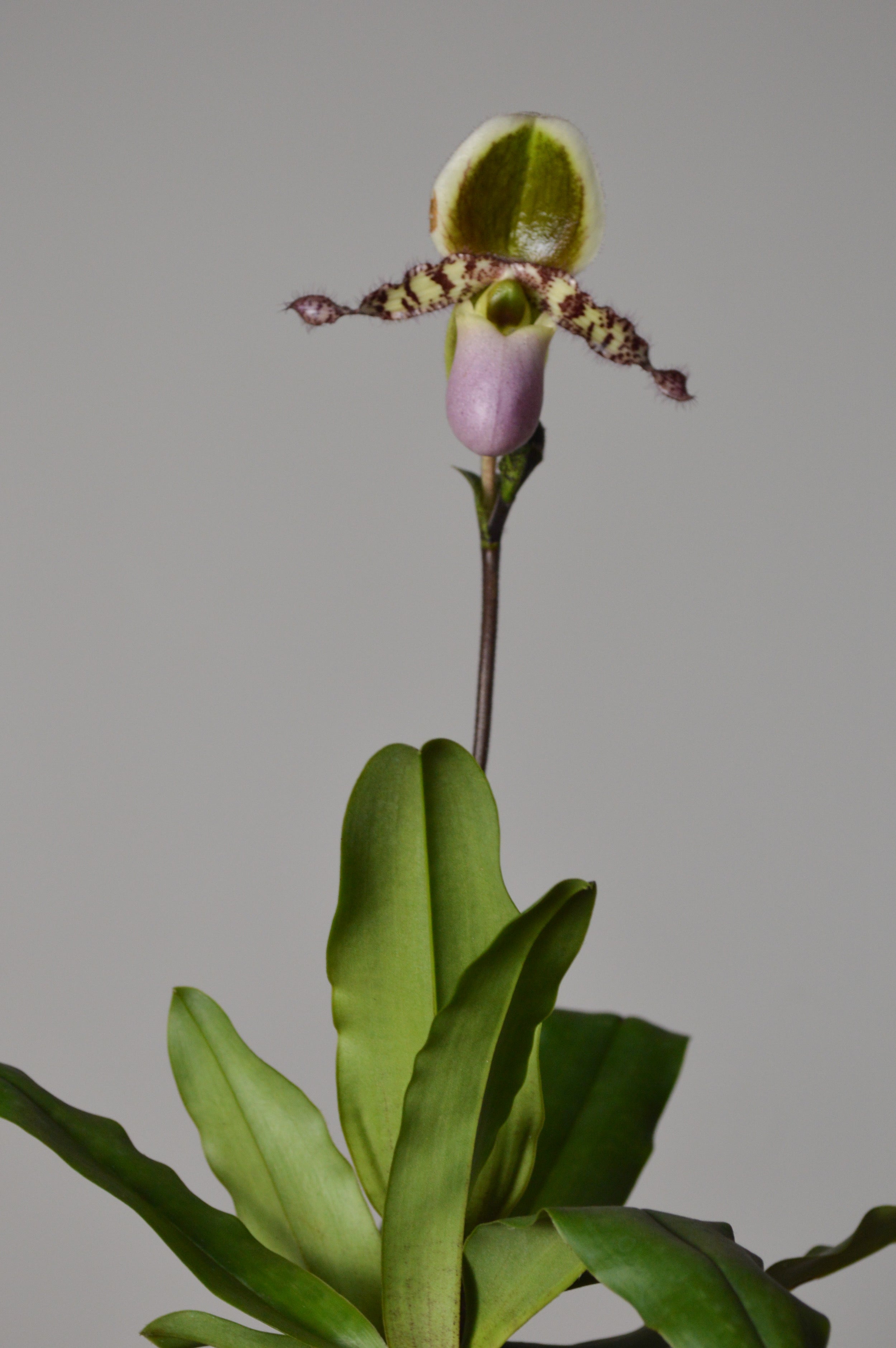 Pink and green Paphiopedilum orchid plant