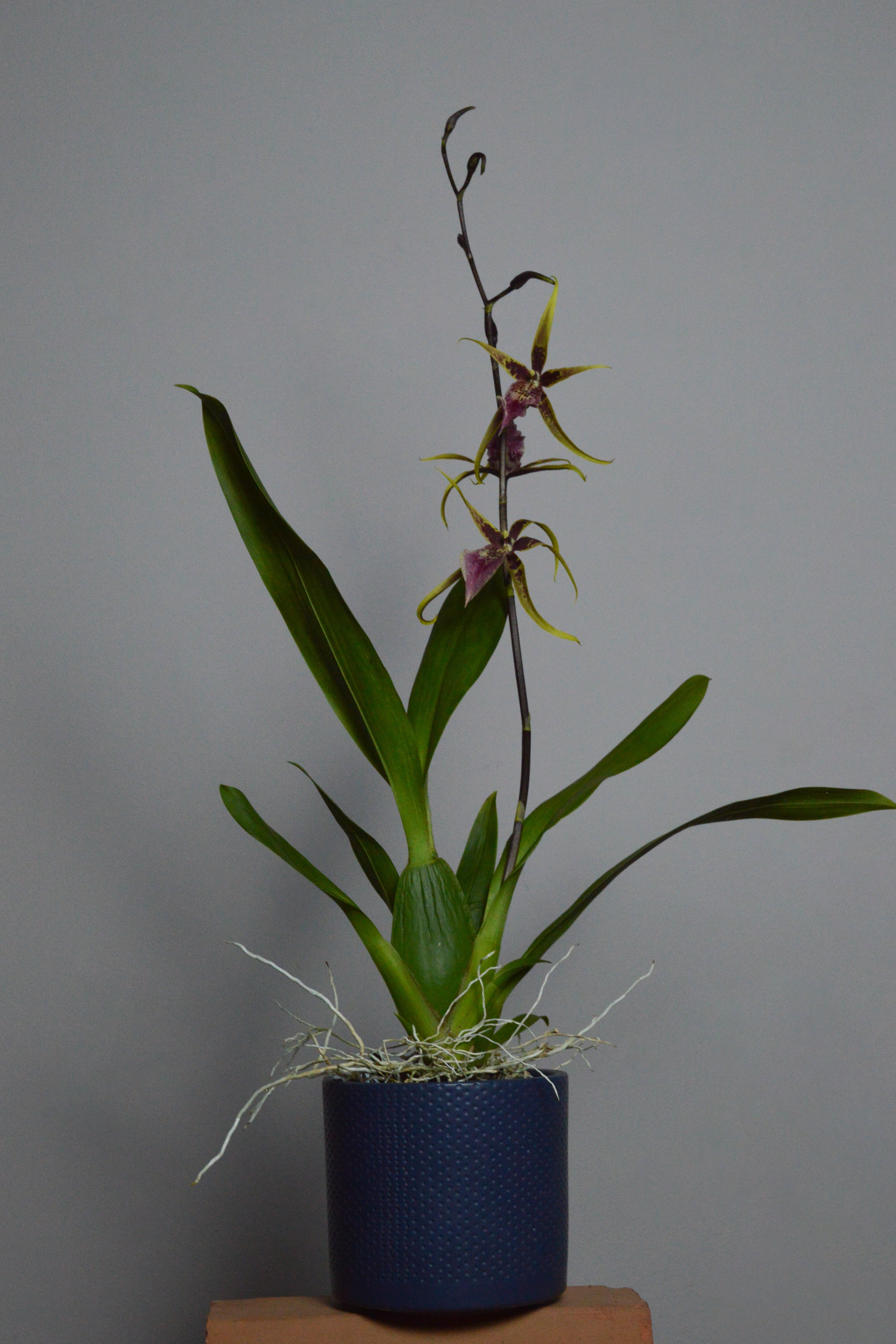 Full shot of the brassia orchid, with decorative pot, and yellow flowers 