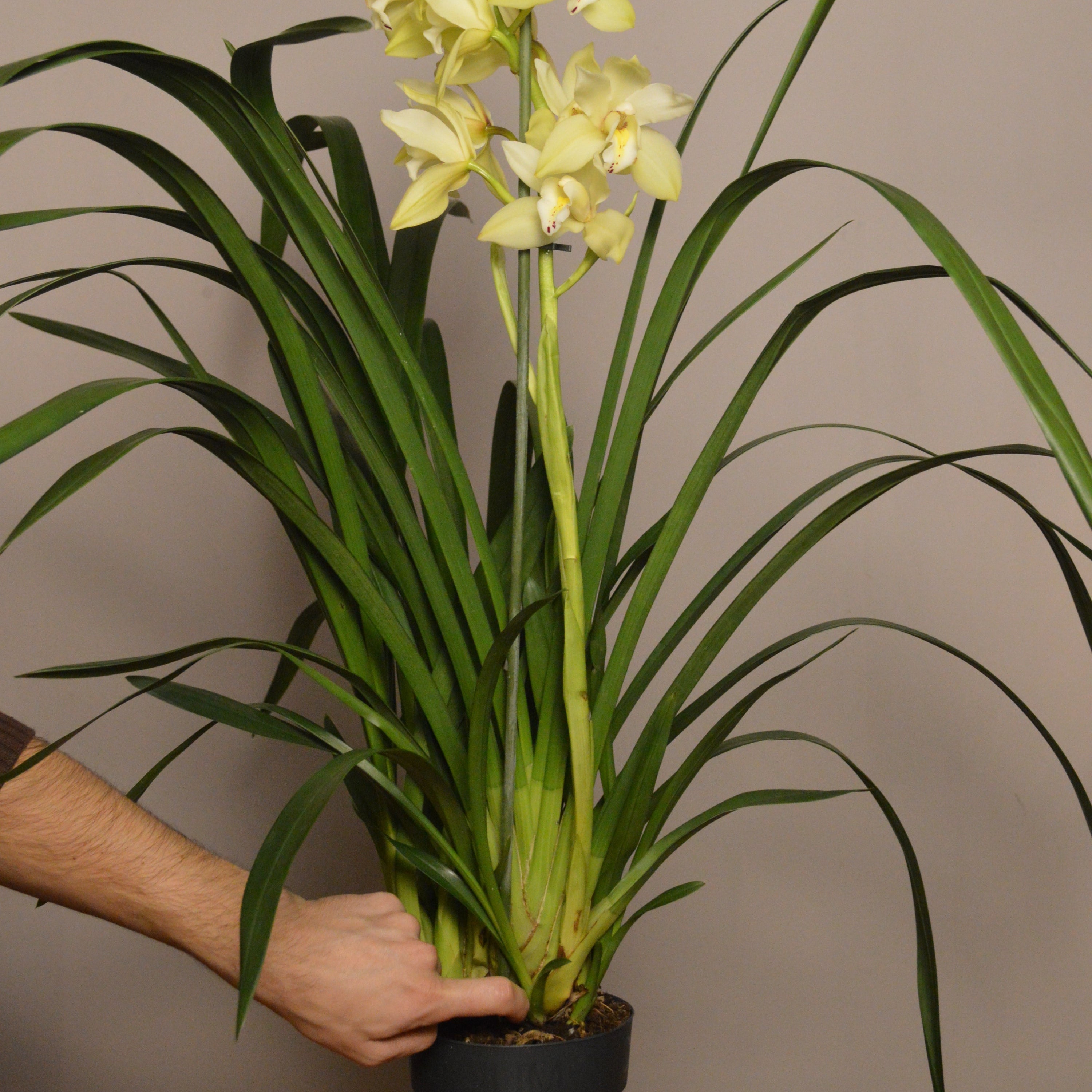 Person holding a potted orchid with yellow flowers against a plain background