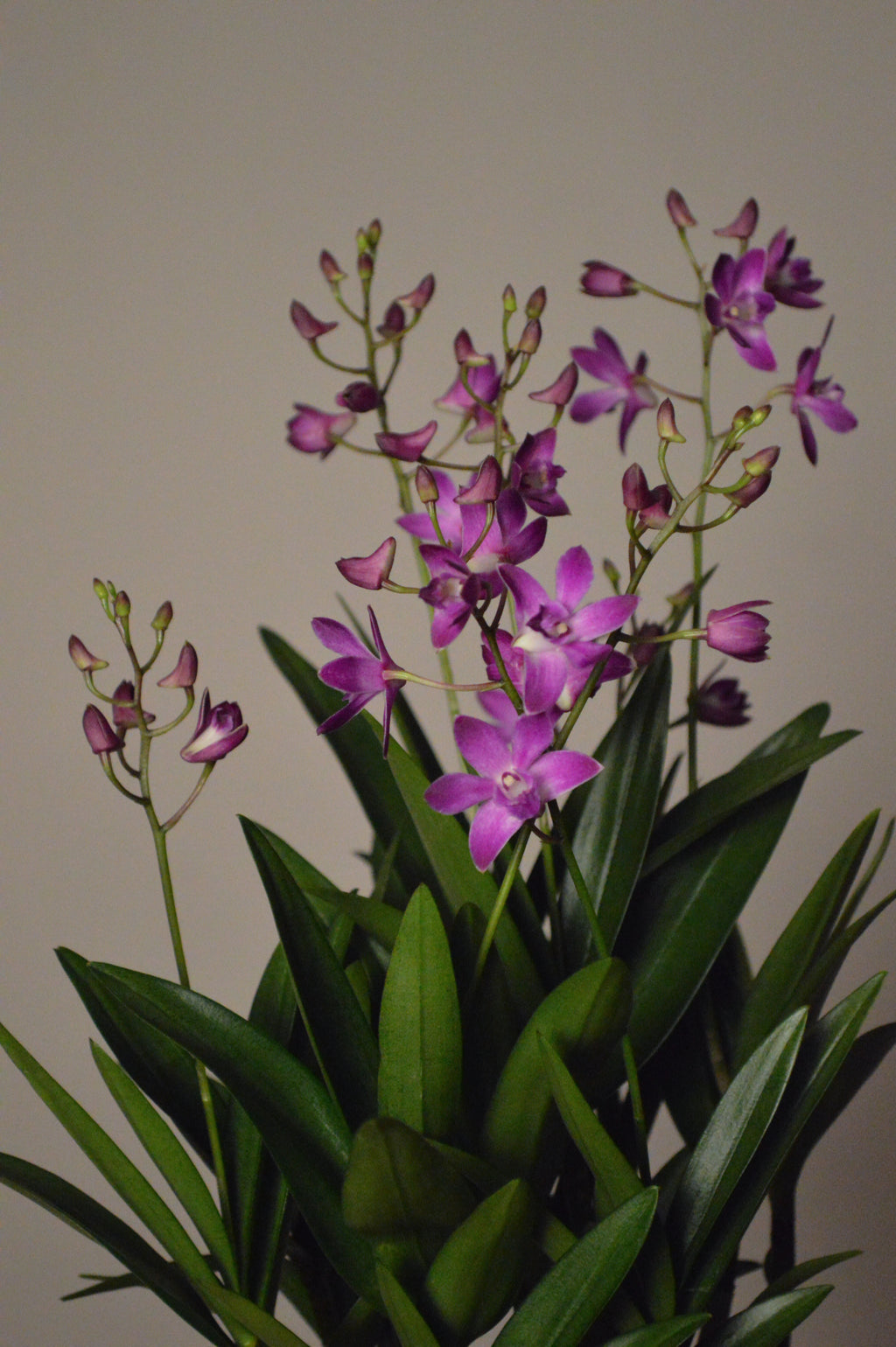 Purple Berry Oda Dendrobium orchid with green leaves on a plain background