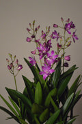 Purple Berry Oda Dendrobium orchid with green leaves on a plain background
