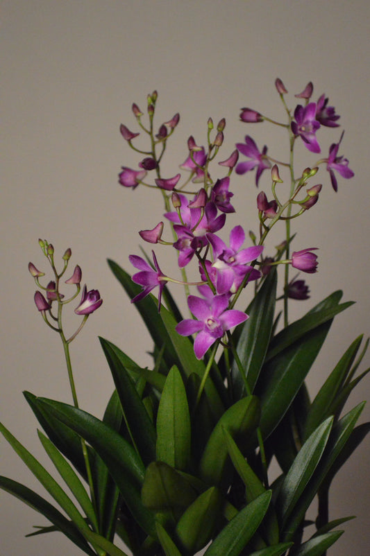 Purple Berry Oda Dendrobium orchid with green leaves on a plain background