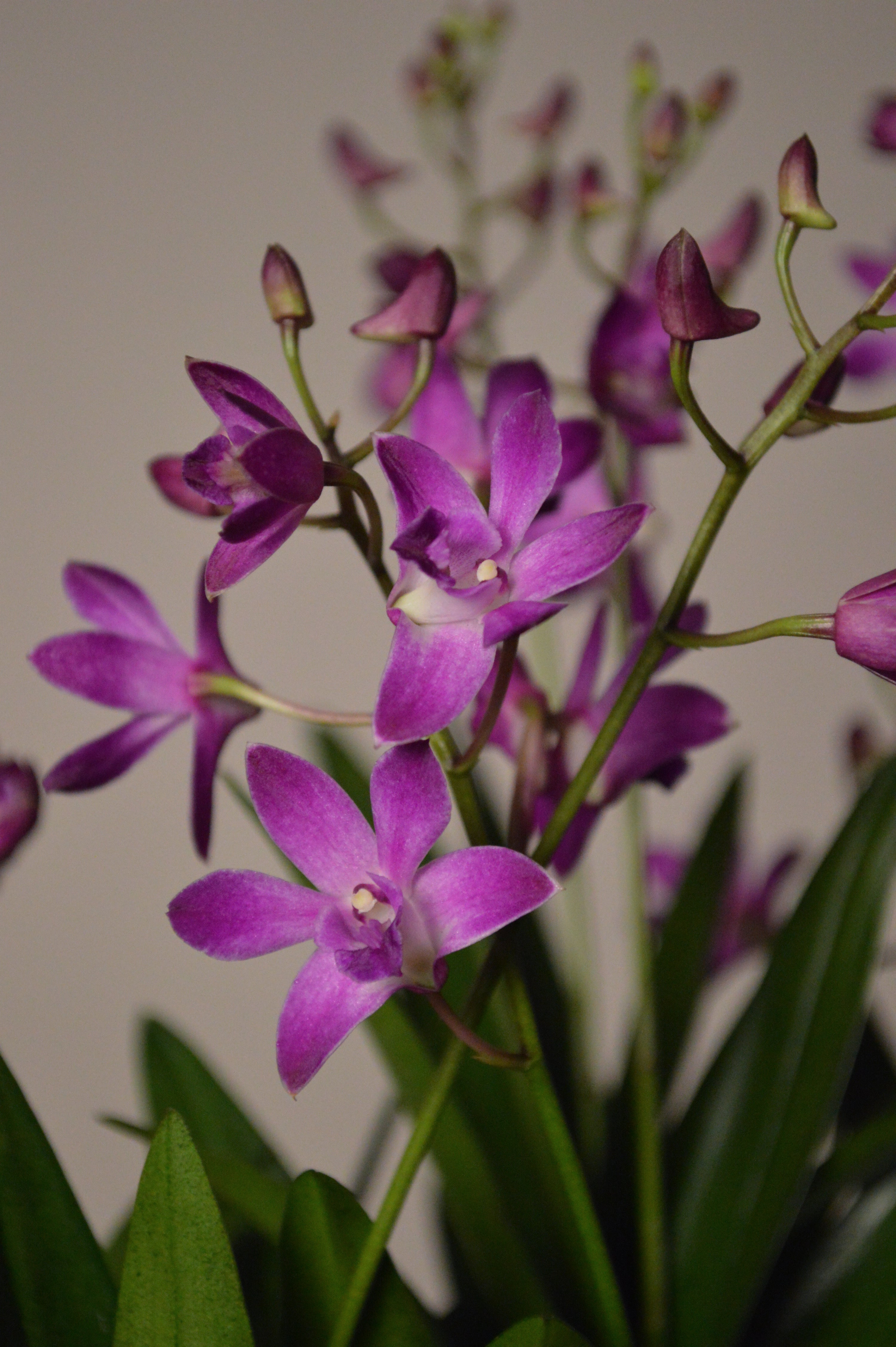 Close-up of purple orchids with green leaves on a neutral background