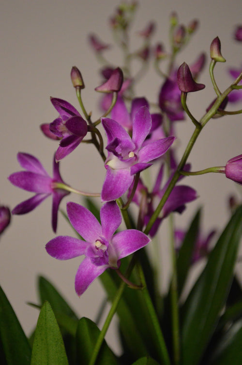 Close-up of purple orchids with green leaves on a neutral background