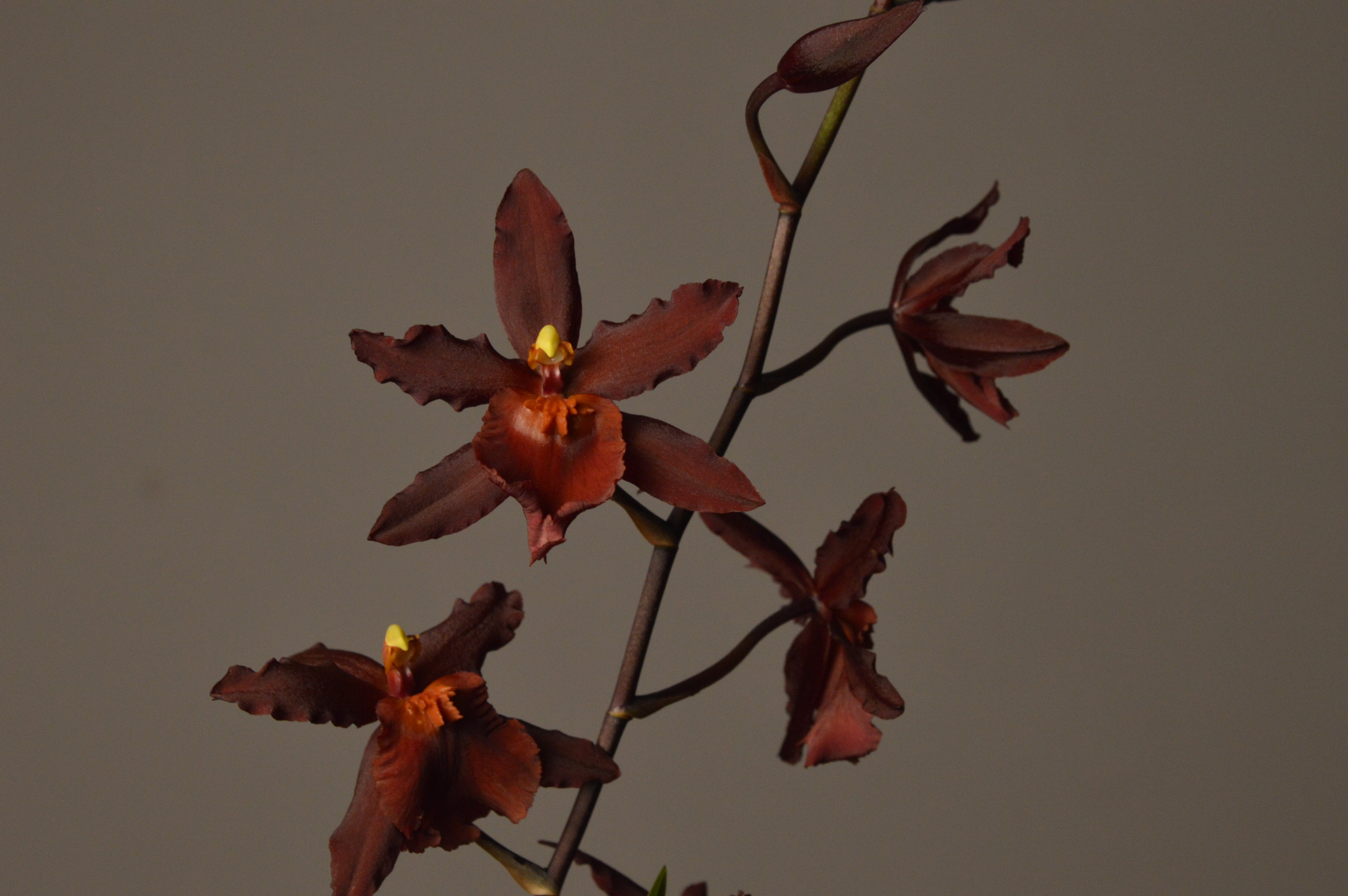 unusual red Cambria orchid