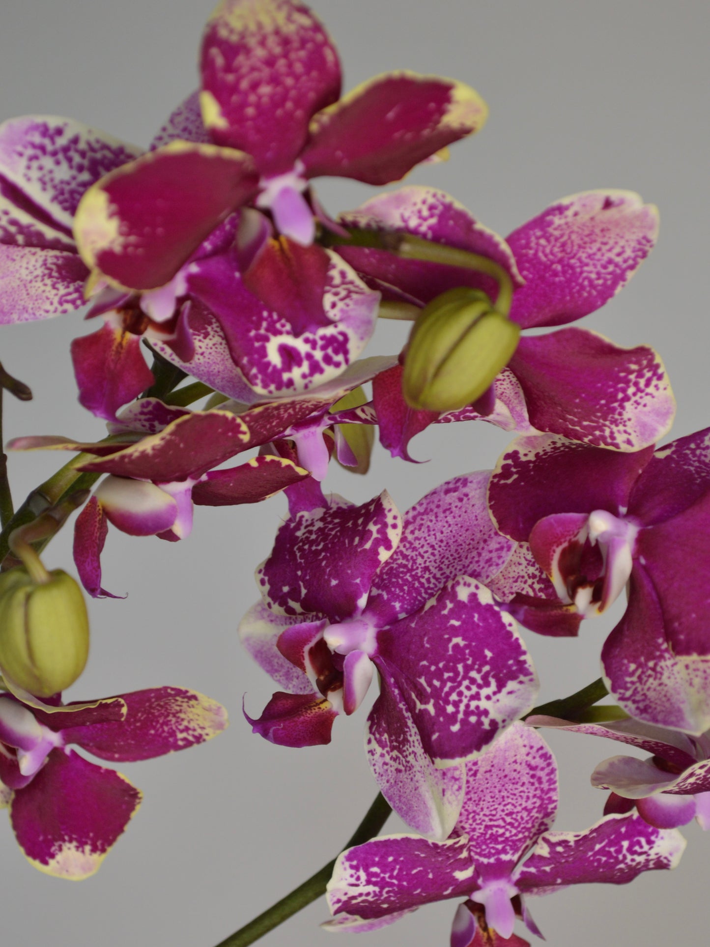 Close-up of a flowering Phalaenopsis orchid with magenta-purple petals speckled with white, green buds, and green stems against a plain light grey background.